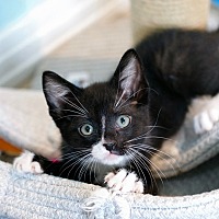 adopt a pet