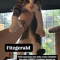 adopt-pet