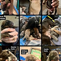 adopt a pet