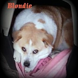 Thumbnail photo of Blondie #1