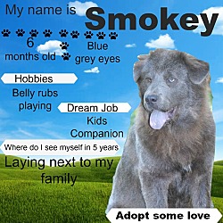 Thumbnail photo of Smokey(Hermoine) #2