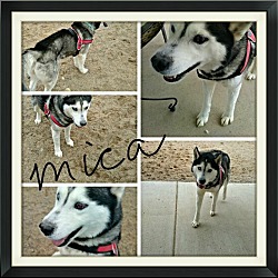Thumbnail photo of Mica #3