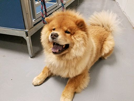 Chow puppies deals for adoption