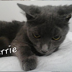 Available Pets At The Comfie Cat Shelter In Orillia Ontario