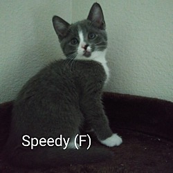 Thumbnail photo of Speedy #2