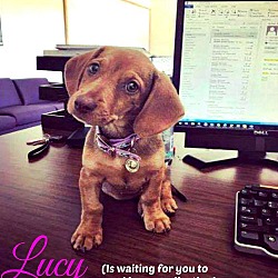 Photo of Lucy pending adoption