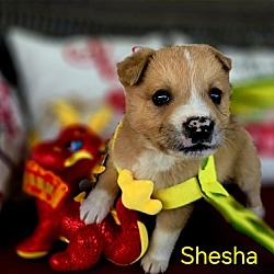 Thumbnail photo of Shesha #3