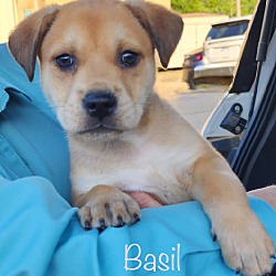 Photo of Basil meet 5/24