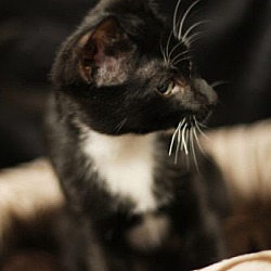 Thumbnail photo of Smudge #3