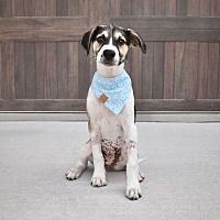 adopt a pet