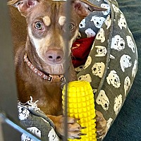 adopt a pet