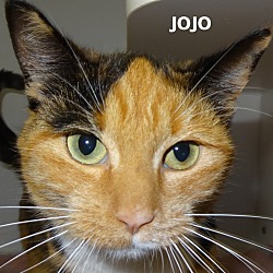 Thumbnail photo of JoJo #2