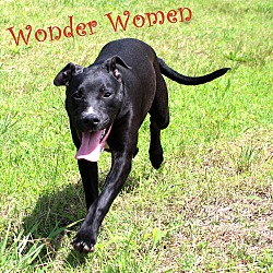 Thumbnail photo of Wonder Women~adopted! #2