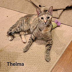 Thumbnail photo of Thelma #1