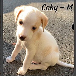 Photo of Coby/Coby
