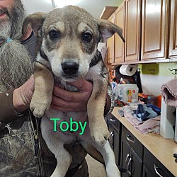Photo of Toby