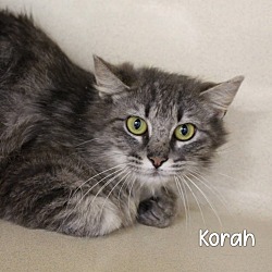 Photo of Korah