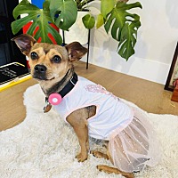 adopt a pet