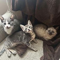 adopt a pet