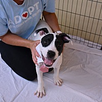 adopt a pet