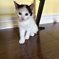 adopt-pet
