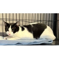 adopt-pet