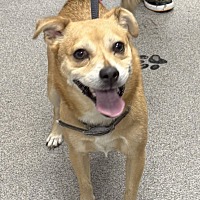 adopt a pet