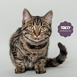 Thumbnail photo of Tracey #1