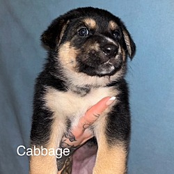 Photo of Cabbage (pending adoption)