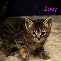 Photo of Kitten: Zoey