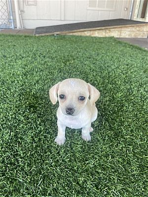 Glendale, AZ - Chihuahua. Meet Claire a Pet for Adoption - AdoptaPet.com