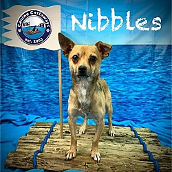 Thumbnail photo of Nibbles #4