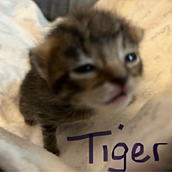 Thumbnail photo of Tiger Tee #2