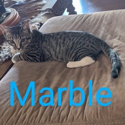 Thumbnail photo of Marble #1