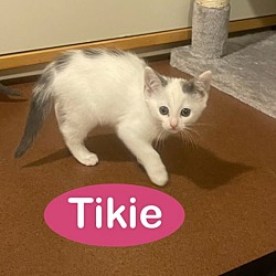 Thumbnail photo of Tikie #3