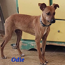 Thumbnail photo of Odie #1