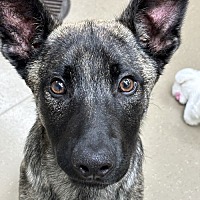 adopt a pet