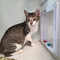 adopt a pet