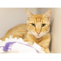 adopt-pet