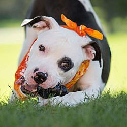 Thumbnail photo of Patch - Adopted #4