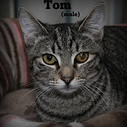 Thumbnail photo of Tom #3