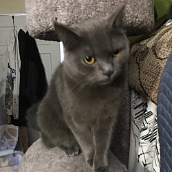 Photo of Russian Blue 2