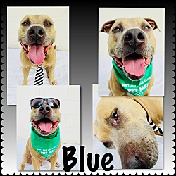 Photo of Blue - Pawsitive Direction