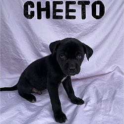 Thumbnail photo of Cheeto #2