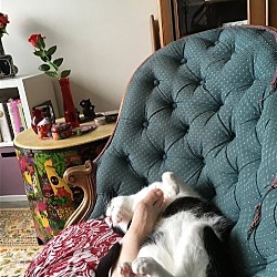 Thumbnail photo of zz 'Pepito or Loaner Cat' courtesy listing #4