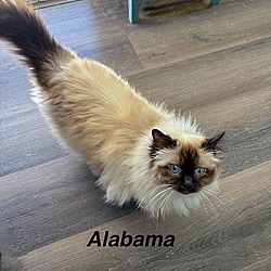 Thumbnail photo of Alabama (Clarence) #3