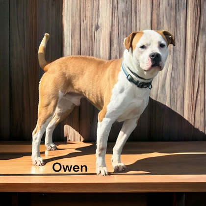 Photo of Owen