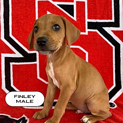 Thumbnail photo of Finley Wolfpack #3