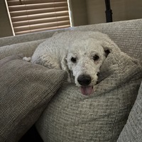 adopt-pet