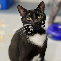 adopt-pet